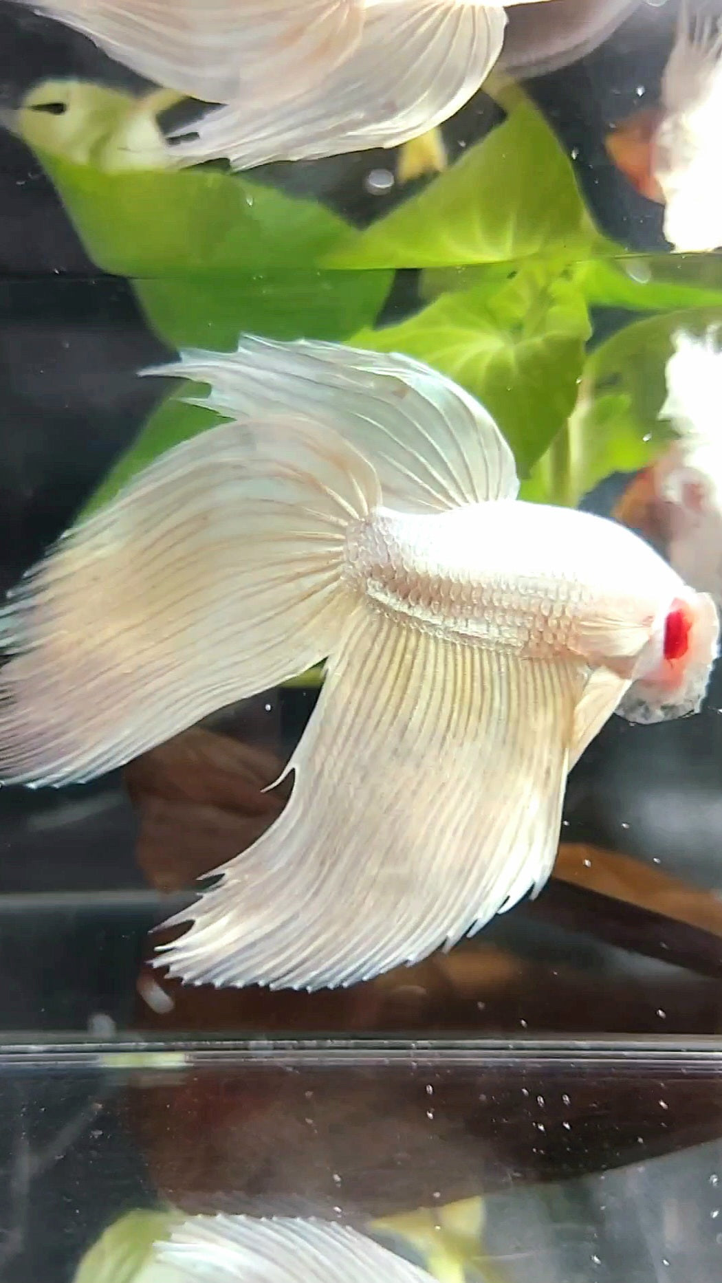 GIANT VEILTAIL TOTAL 9CM+ SOFTGOLD SOLID PREMIUM BETTA FISH
