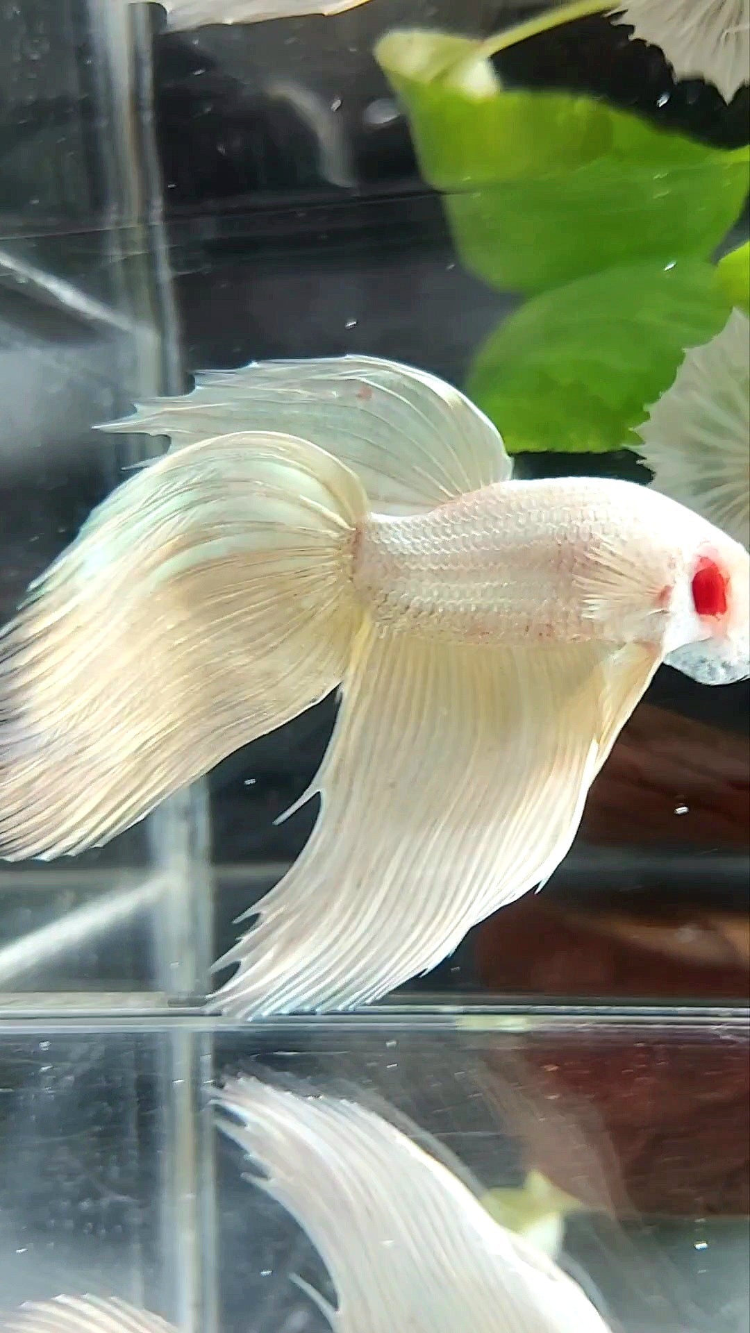 GIANT VEILTAIL TOTAL 9CM+ SOFTGOLD SOLID PREMIUM BETTA FISH
