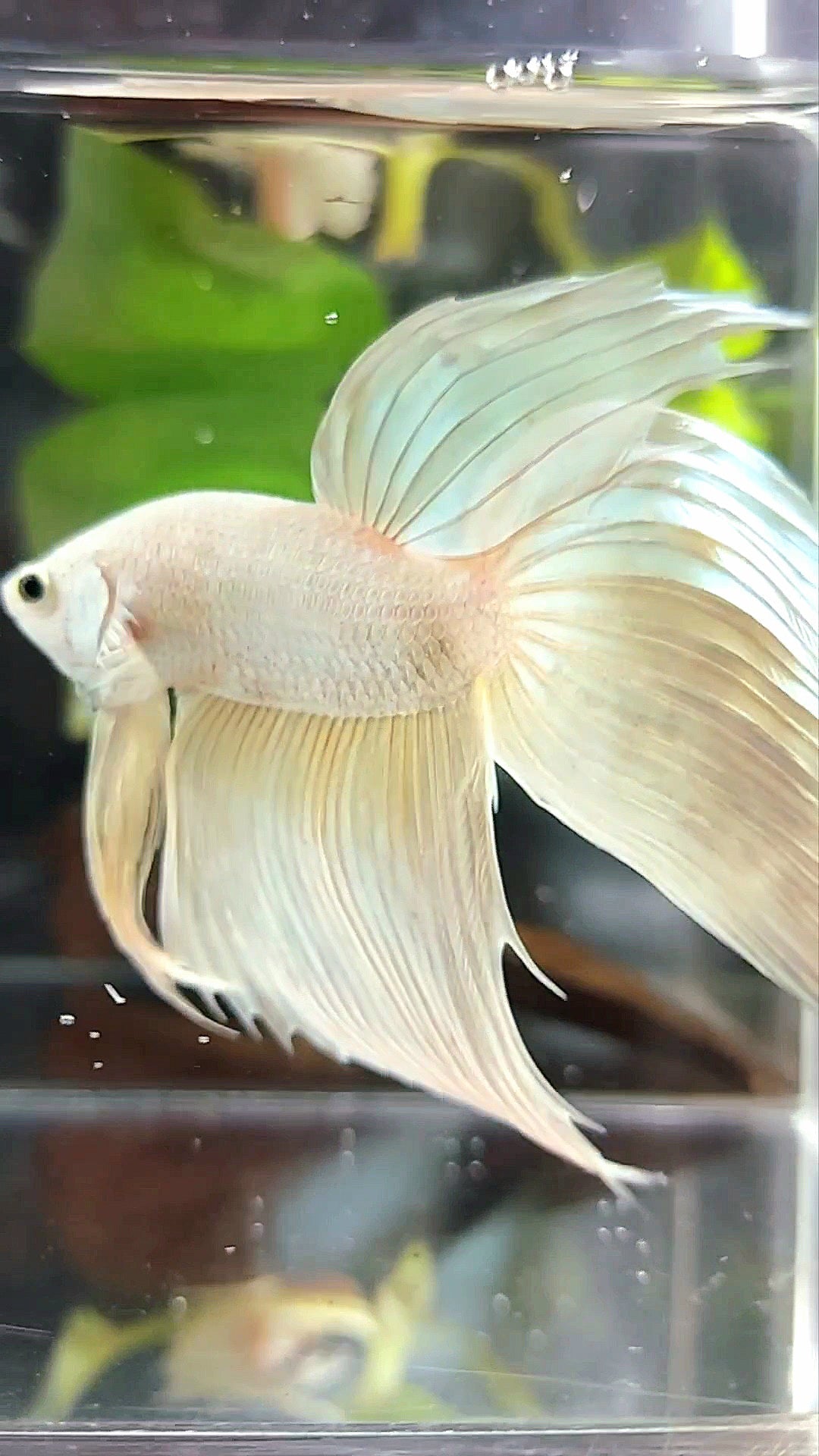 GIANT VEILTAIL TOTAL 9CM+ SOFTGOLD SOLID PREMIUM BETTA FISH