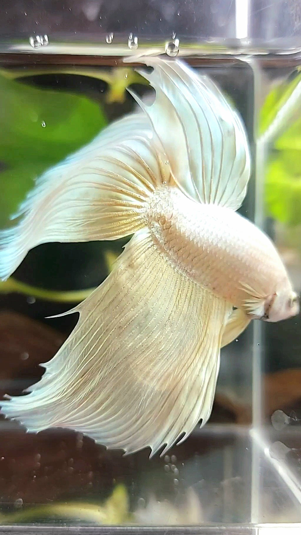 GIANT VEILTAIL TOTAL 9CM+ SOFTGOLD SOLID PREMIUM BETTA FISH