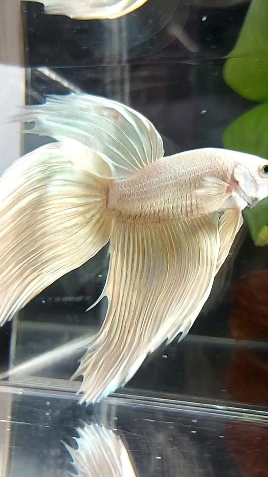 GIANT VEILTAIL TOTAL 9CM+ SOFTGOLD SOLID PREMIUM BETTA FISH