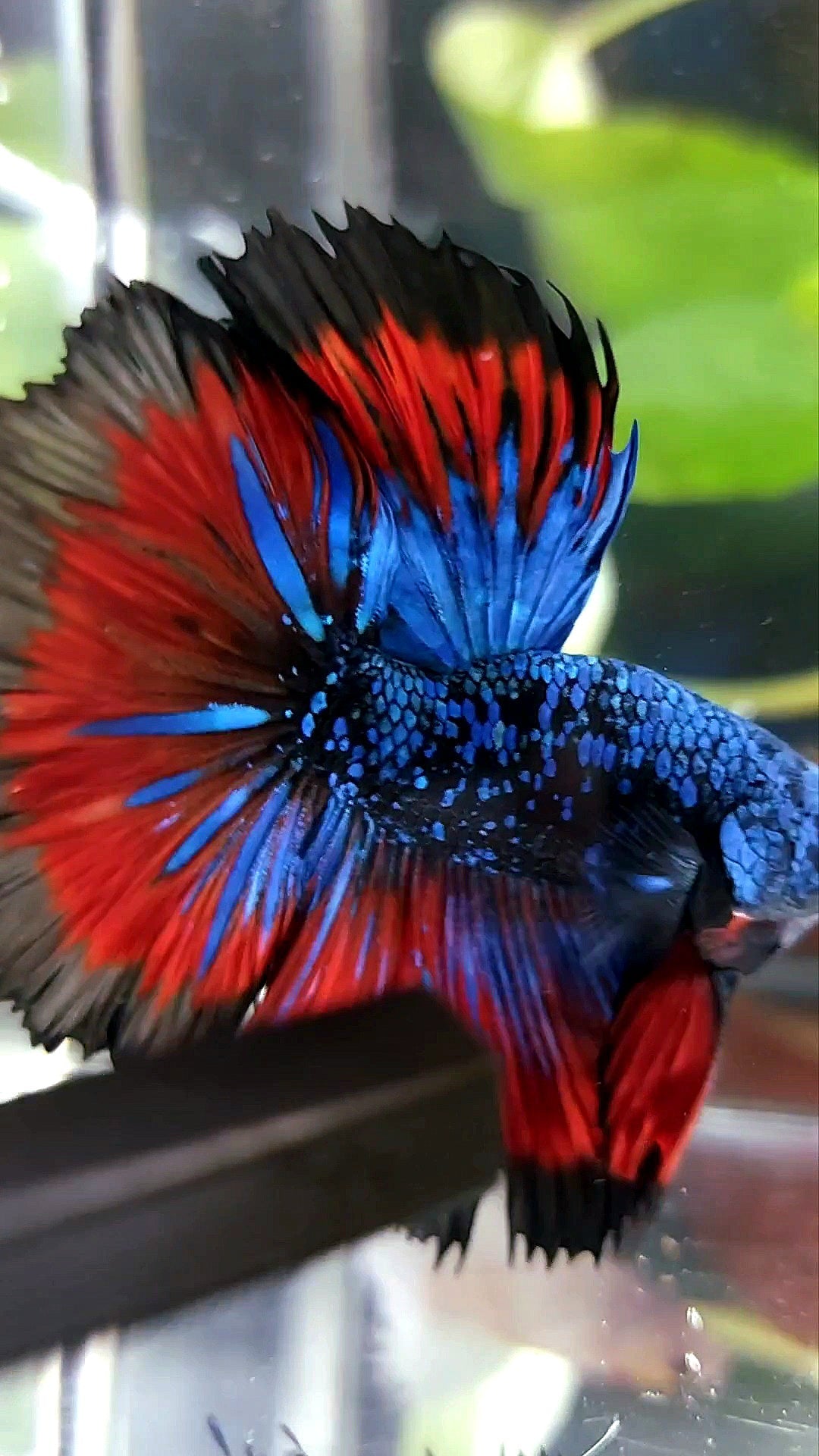 BONSAI HALFMOON ROSETAIL BLACK STAR GALAXY BLUE AVATAR VAMPIRE PREMIUM BETTA FISH