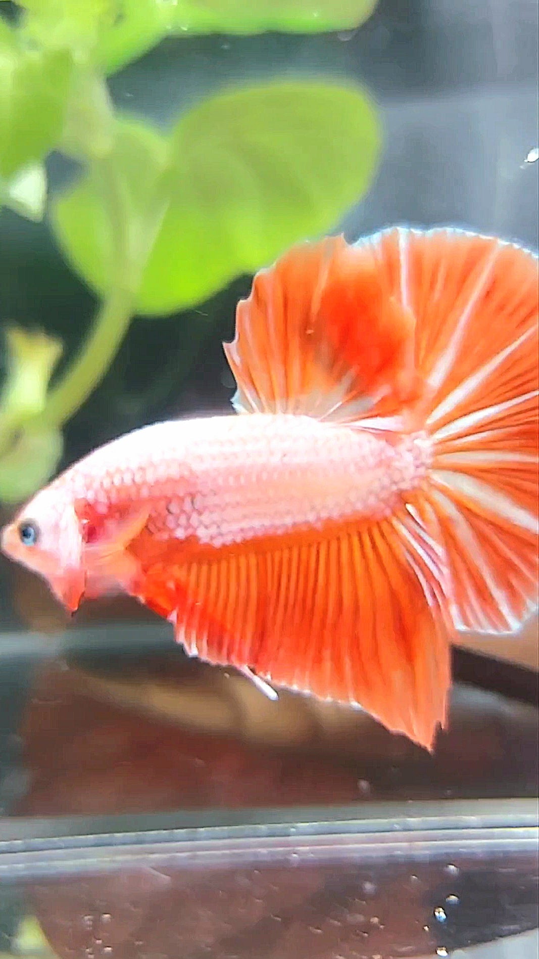 GIANT HMPK BO 4,5CM PINK ORANGE BETTA FISH