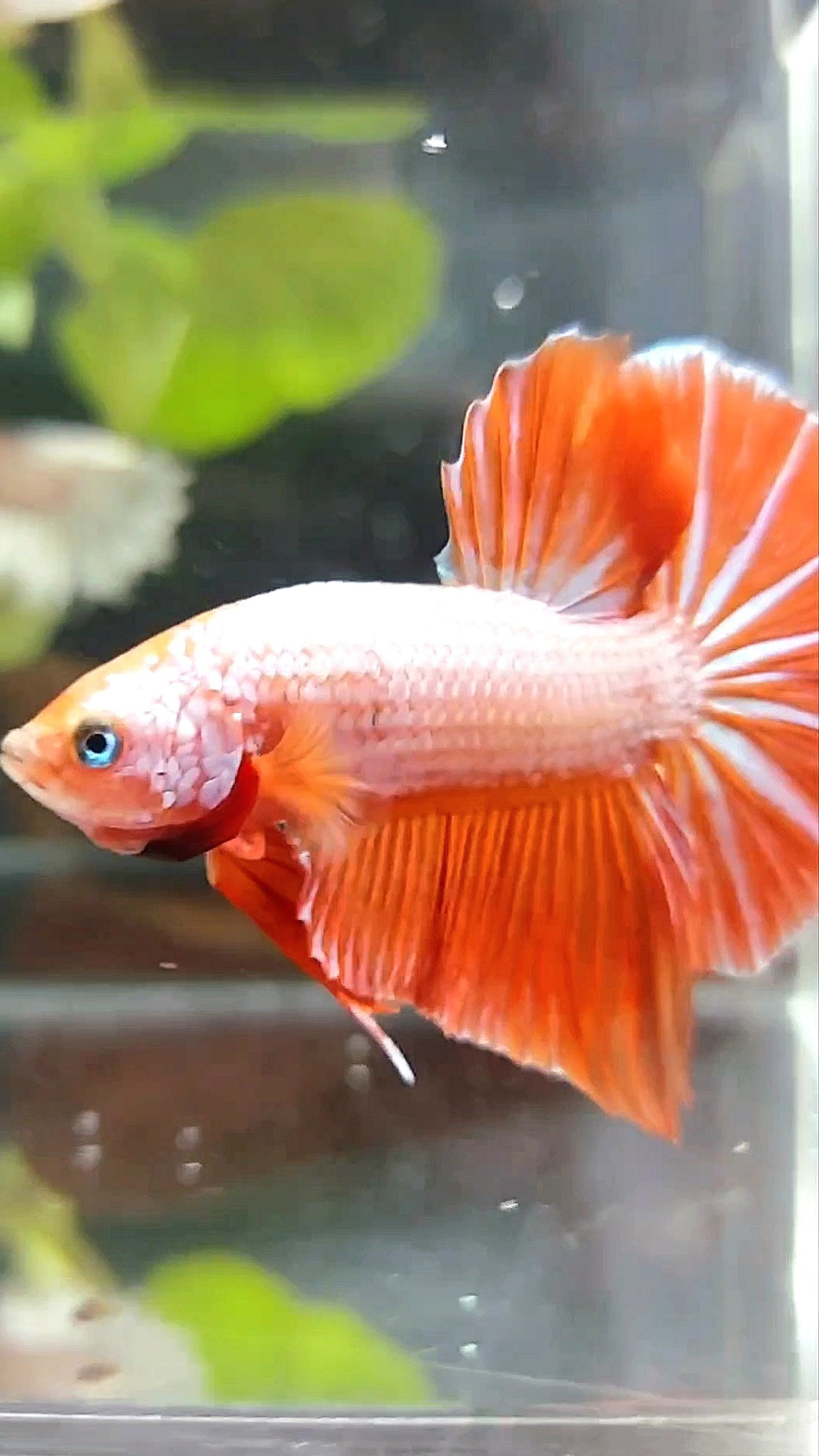 GIANT HMPK BO 4,5CM PINK ORANGE BETTA FISH