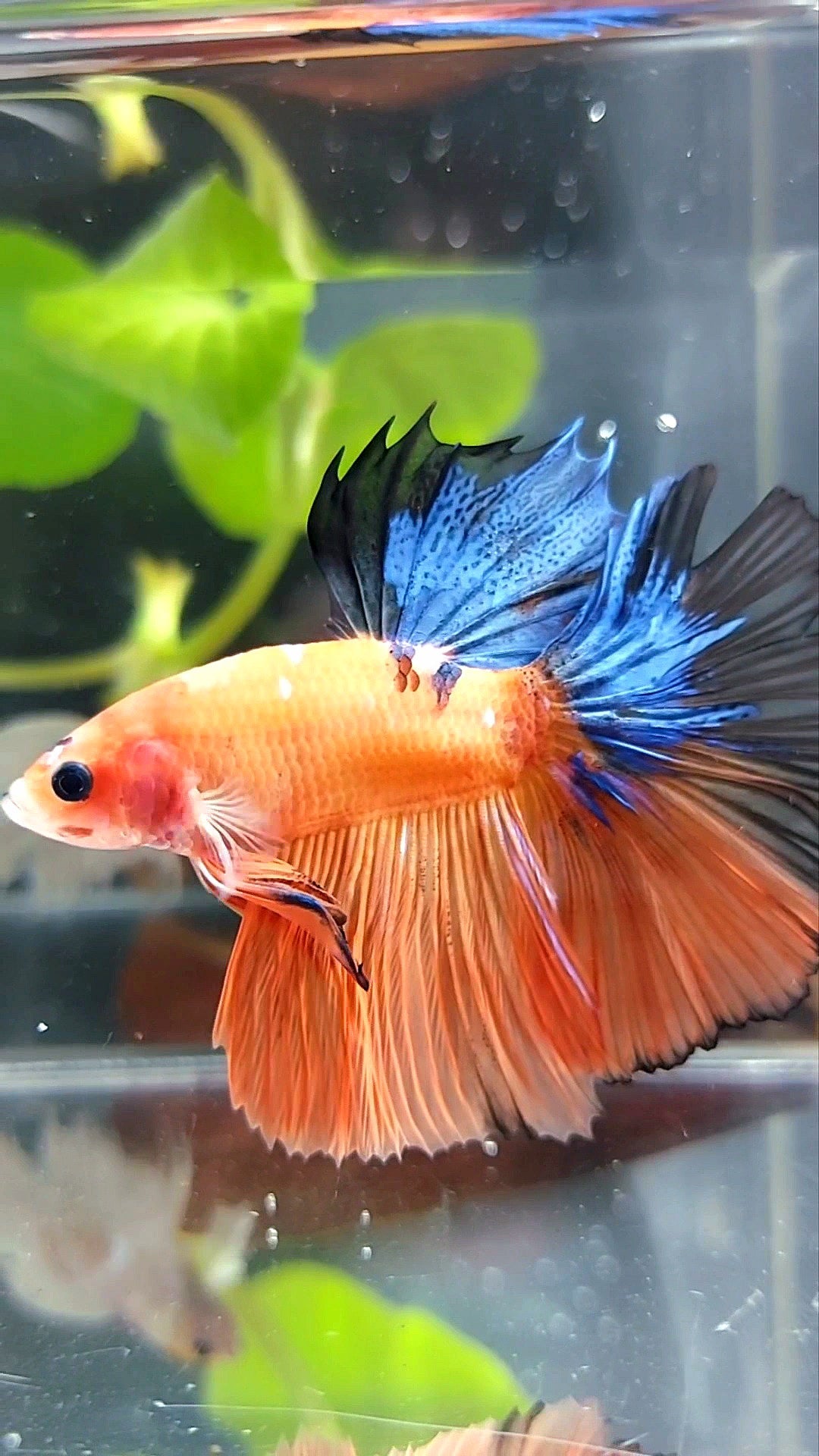 HALFMOON ROSETAIL ORANGE BASED BLUE MULTICOLOR BETTA FISH