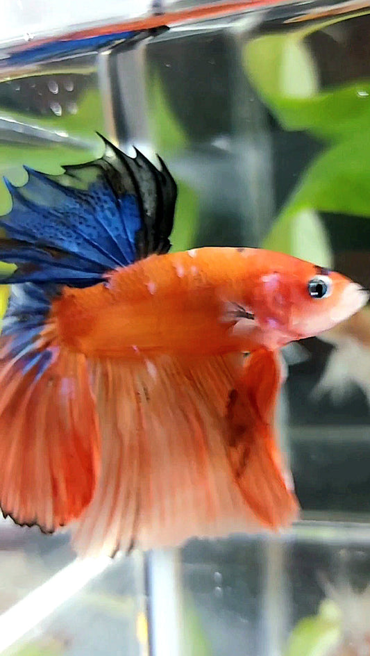 HALFMOON ROSETAIL ORANGE BASED BLUE MULTICOLOR BETTA FISH