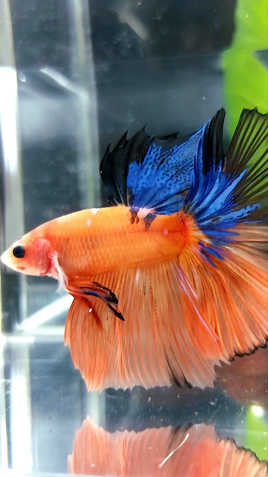 HALFMOON ROSETAIL ORANGE BASED BLUE MULTICOLOR BETTA FISH