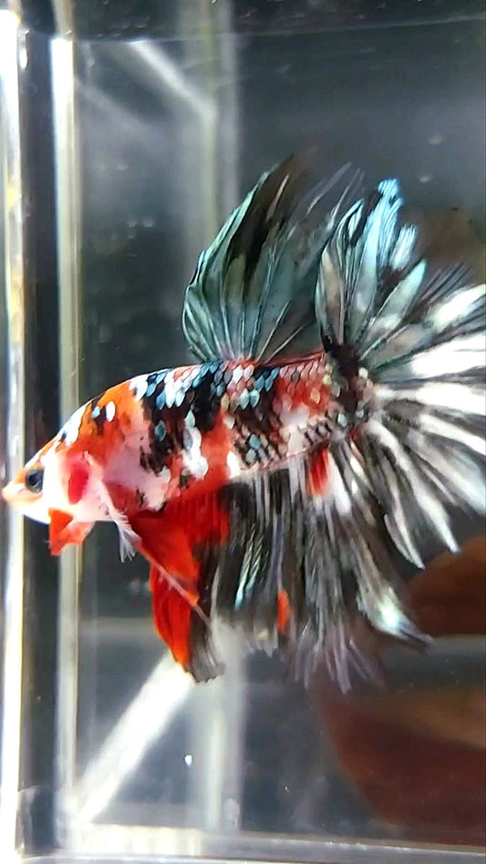 HALFMOON RED KOI COPPER MULTICOLOR BETTA FISH