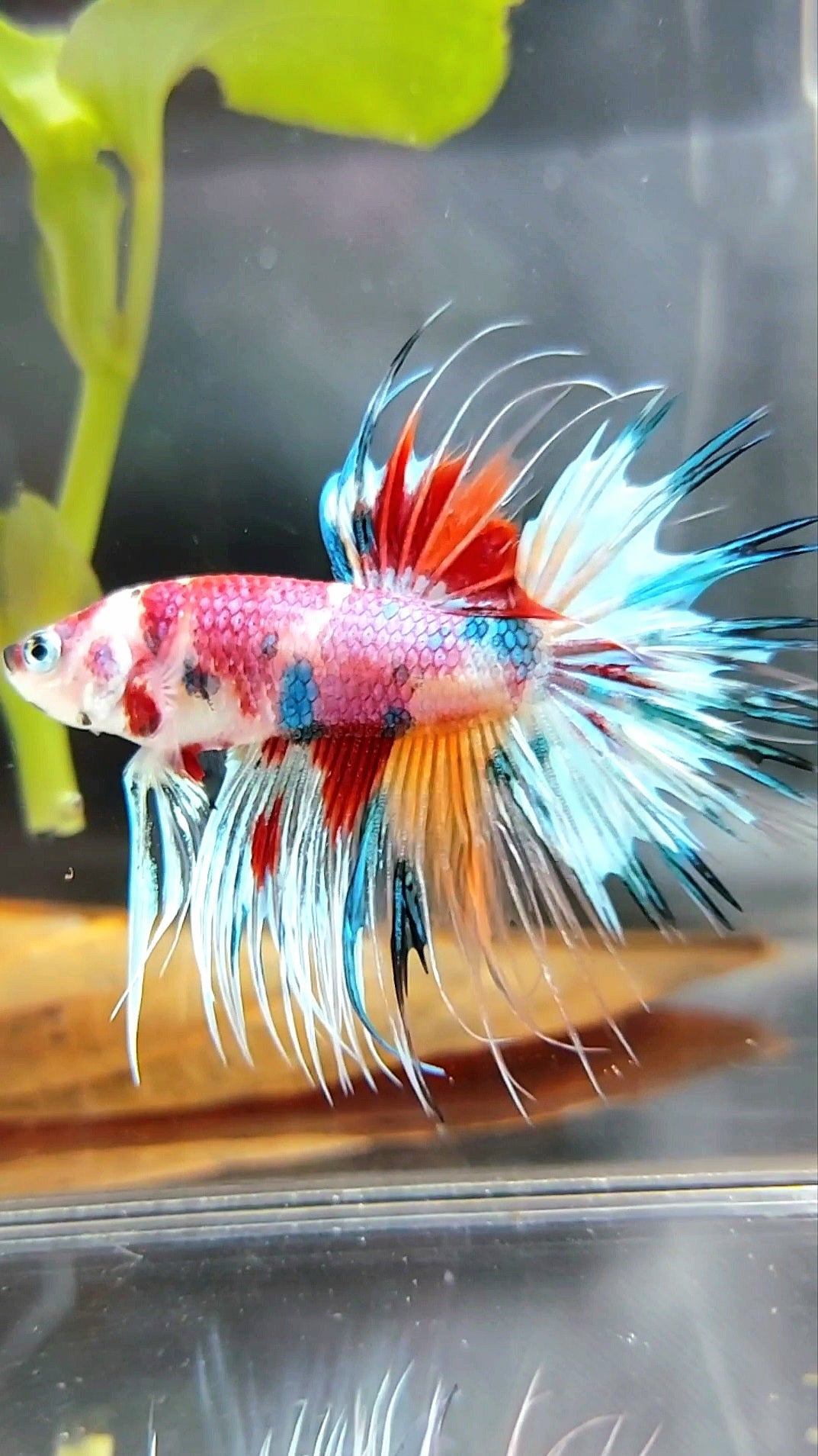 CROWNTAIL CANDY RAINBOW MULTICOLOR RARE BETTA FISH