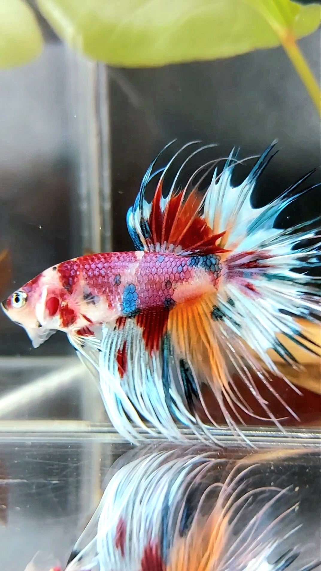 CROWNTAIL CANDY RAINBOW MULTICOLOR RARE BETTA FISH