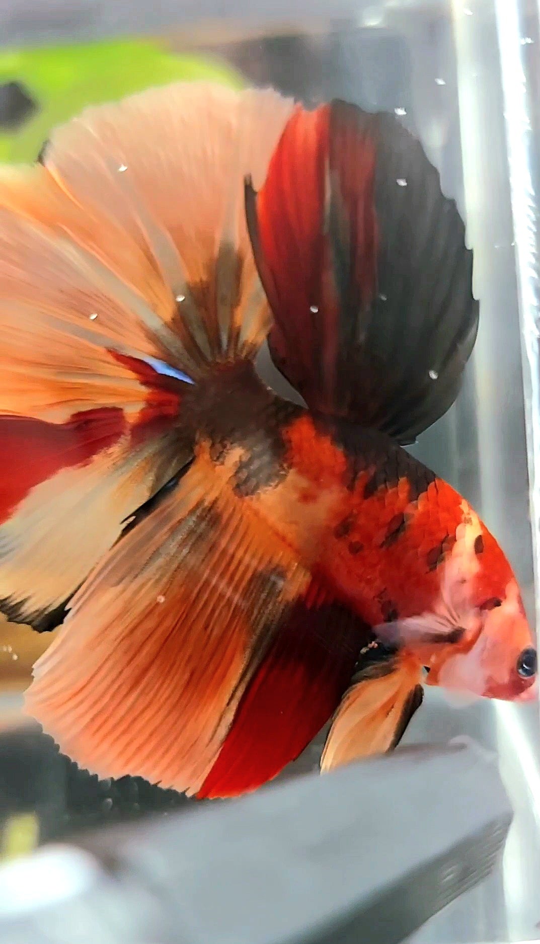 HALFMOON ROSETAIL ORANGE TIGER MULTICOLOR BETTA FISH