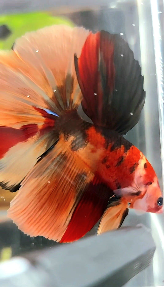 HALFMOON ROSETAIL ORANGE TIGER MULTICOLOR BETTA FISH