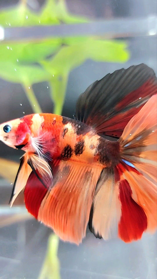 HALFMOON ROSETAIL ORANGE TIGER MULTICOLOR BETTA FISH
