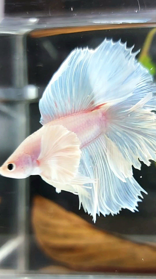 "PEGASUS" HALFMOON DOUBLE TAIL SUPER DUMBO EAR WHITE OPAQUE PREMIUM BETTA FISH