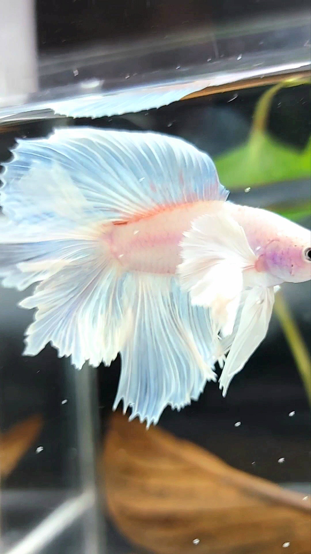 "PEGASUS" HALFMOON DOUBLE TAIL SUPER DUMBO EAR WHITE OPAQUE PREMIUM BETTA FISH