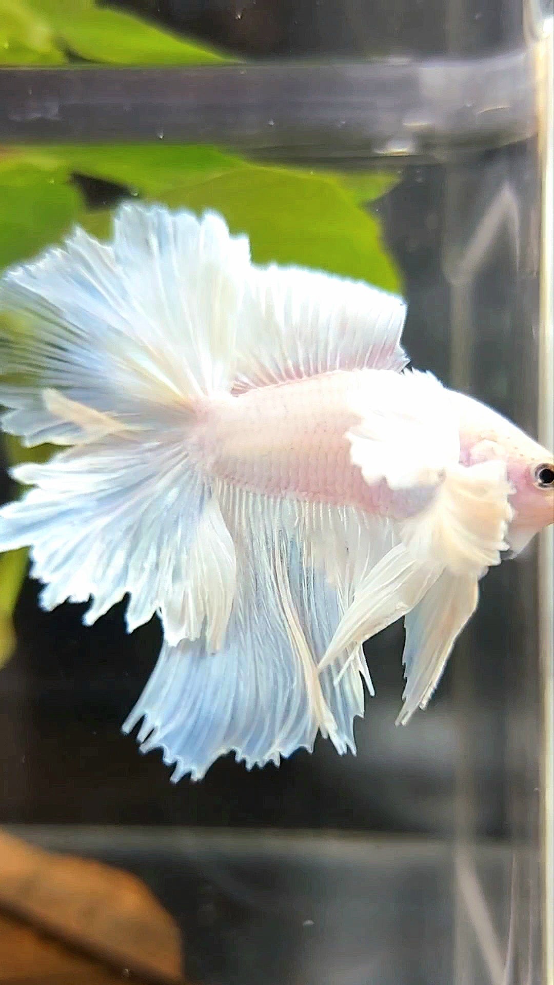 "PEGASUS" HALFMOON DOUBLE TAIL SUPER DUMBO EAR WHITE OPAQUE PREMIUM BETTA FISH