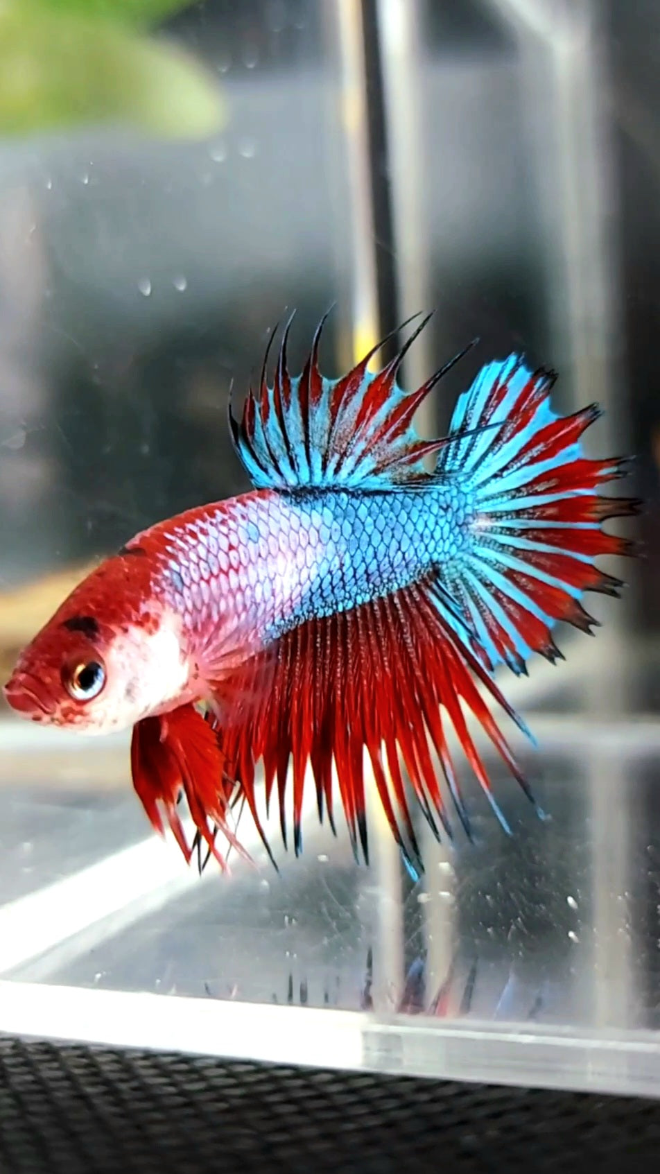 CTPK CROWNTAIL PLAKAT HELLBOY PURPLE FANCY RARE BETTA FISH