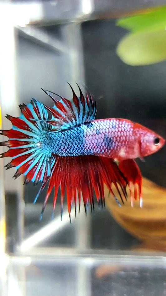 CTPK CROWNTAIL PLAKAT HELLBOY PURPLE FANCY RARE BETTA FISH
