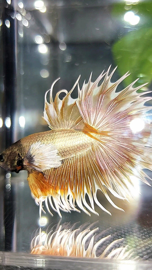 CROWNTAIL DUMBO EAR SUPER GOLD PREMIUM BETTA FISH