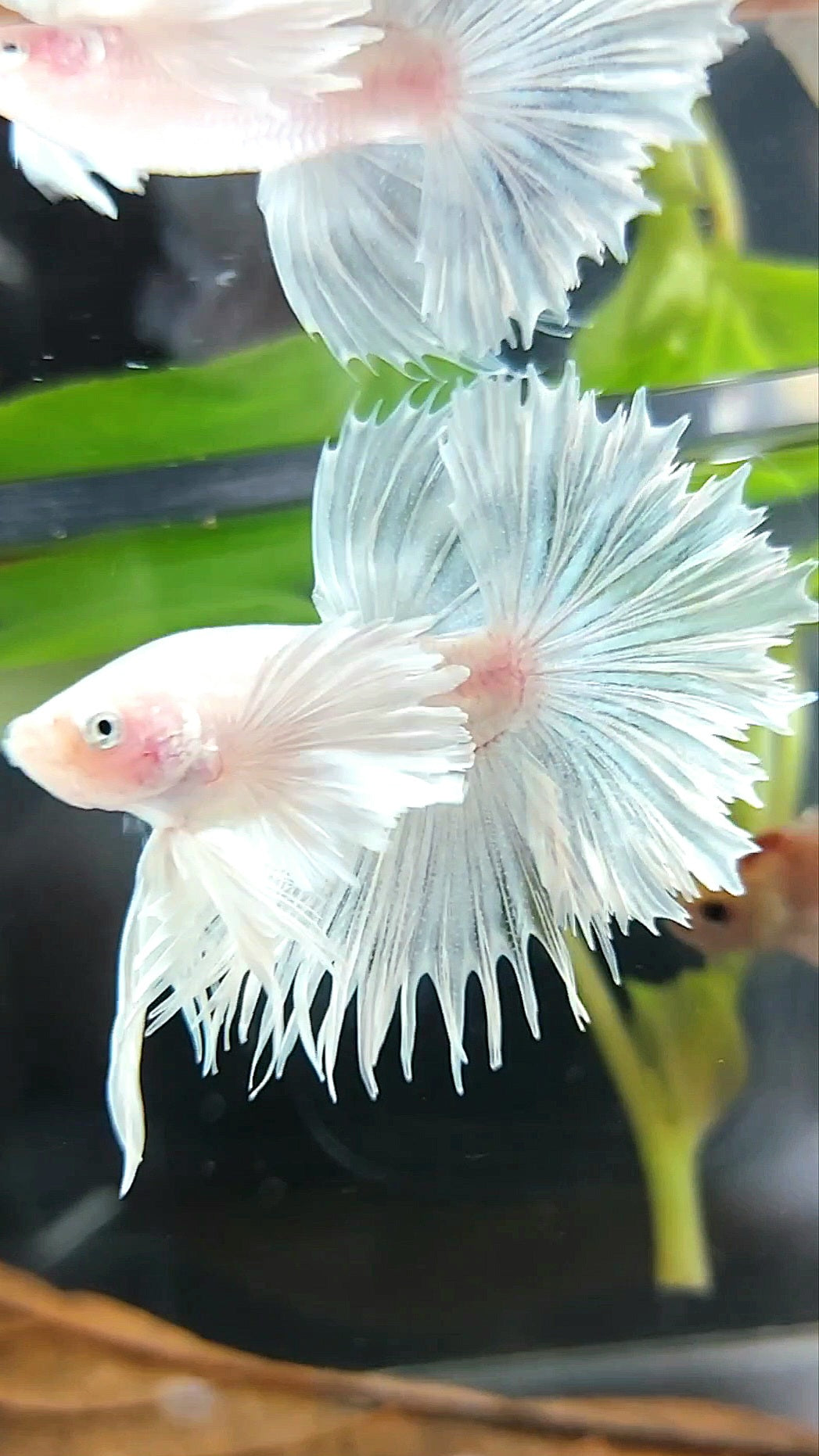CROWNTAIL HALFSUN SUPER DUMBO EAR WHITE PLATINUM PREMIUM BETTA FISH