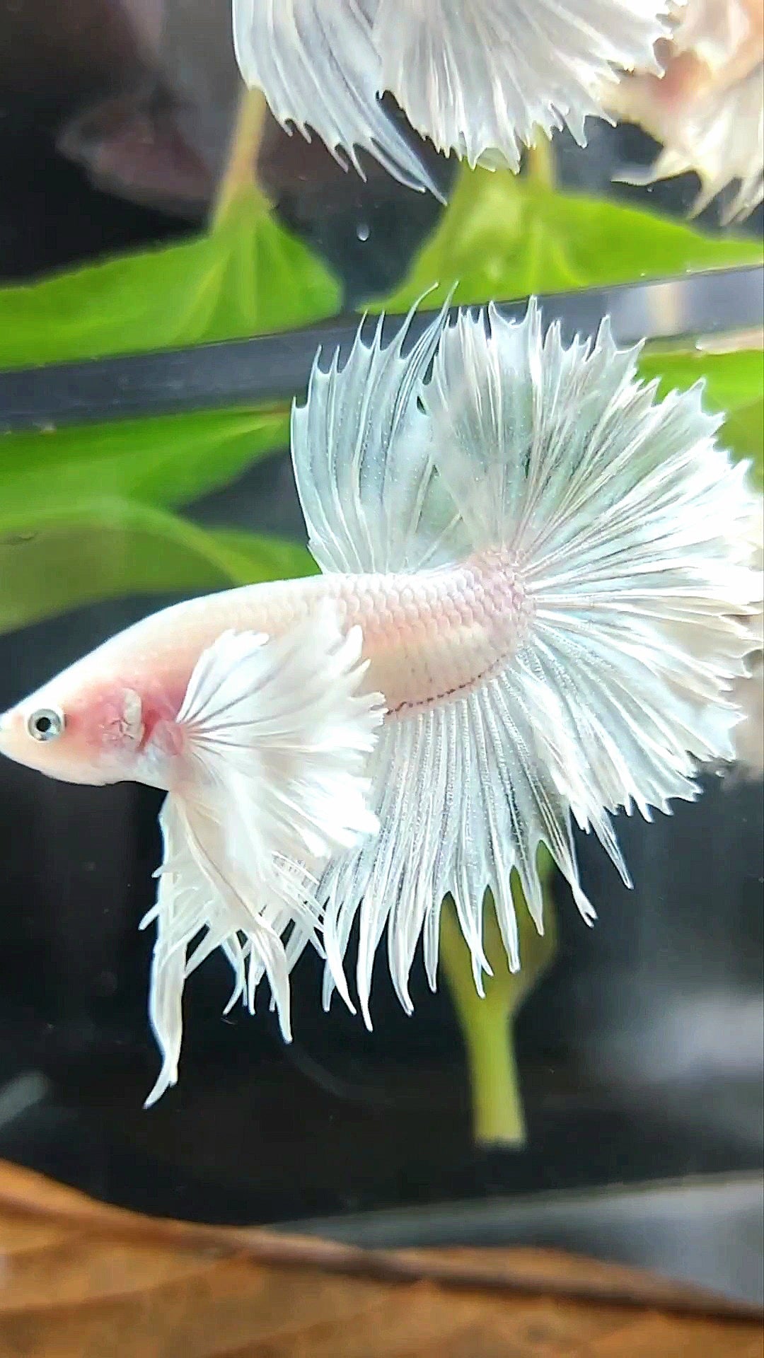 CROWNTAIL HALFSUN SUPER DUMBO EAR WHITE PLATINUM PREMIUM BETTA FISH