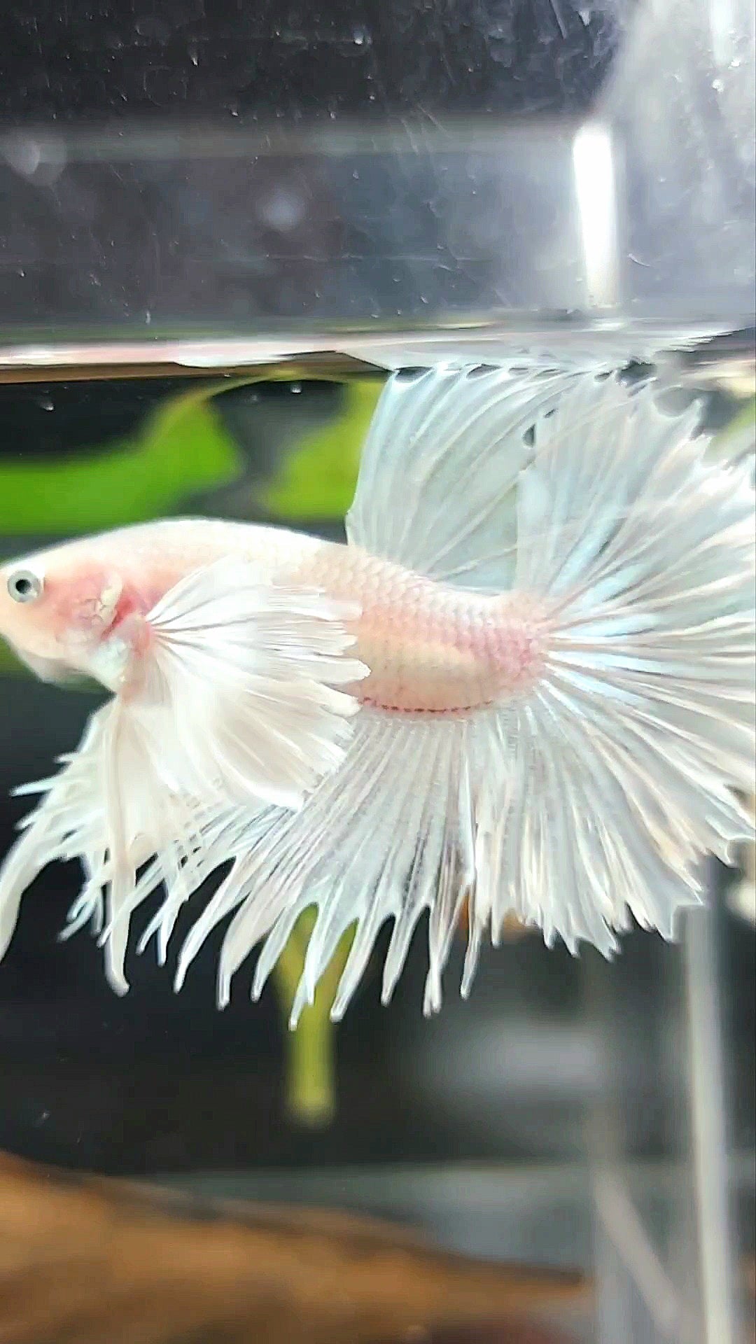 CROWNTAIL HALFSUN SUPER DUMBO EAR WHITE PLATINUM PREMIUM BETTA FISH