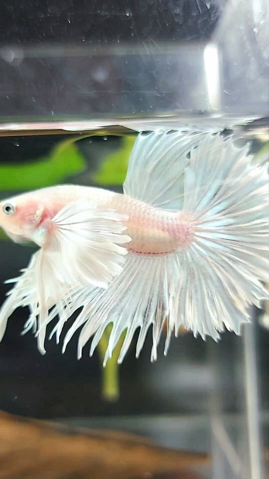 CROWNTAIL HALFSUN SUPER DUMBO EAR WHITE PLATINUM PREMIUM BETTA FISH