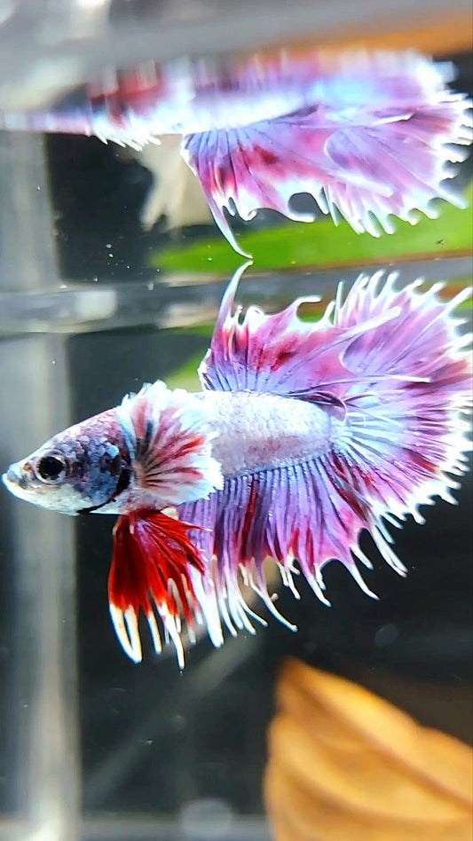 CROWNTAIL DUMBO EAR PURPLE COLOR RARE BETTA FISH
