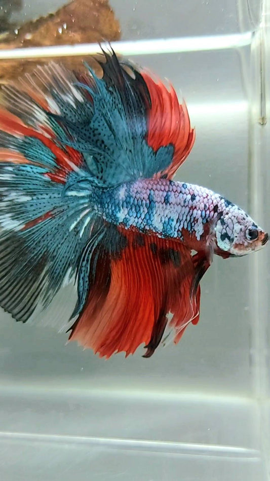 XL HALFMOON OVERTAIL ROSETAIL BLUE RED FANCY MULTICOLOR RARE BETTA FISH