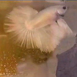 BABY GIANT HALFMOON WHITE SILVER BETTA FISH