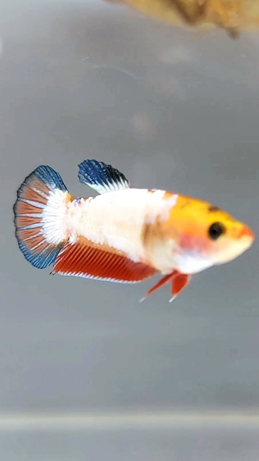 FEMALE PLAKAT WHITE SCALE BETTA FISH
