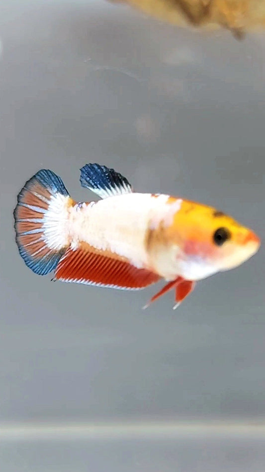 FEMALE PLAKAT WHITE SCALE BETTA FISH