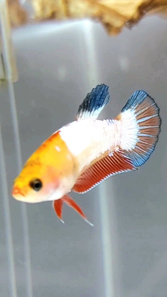 FEMALE PLAKAT WHITE SCALE BETTA FISH