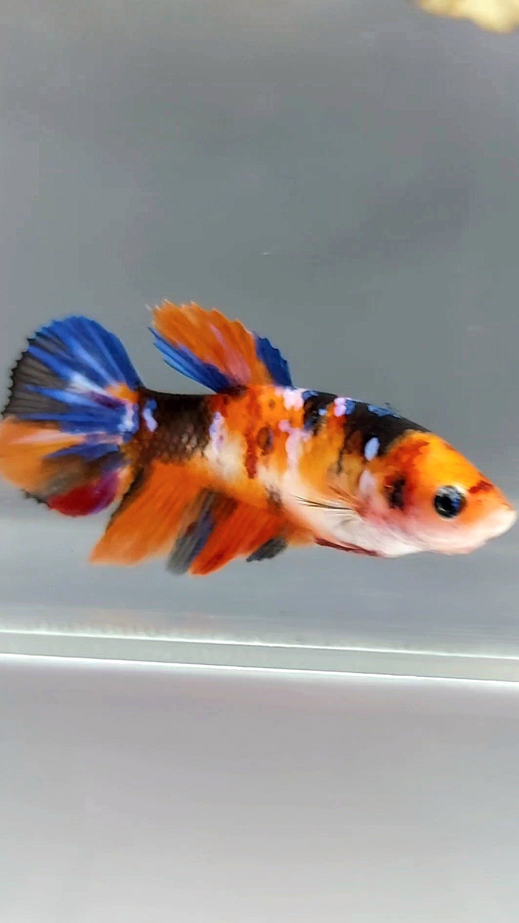 FEMALE HALFMOON ORANGE KOI GALAXY MULTICOLOR BETTA FISH