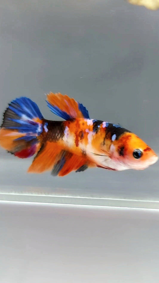 FEMALE HALFMOON ORANGE KOI GALAXY MULTICOLOR BETTA FISH