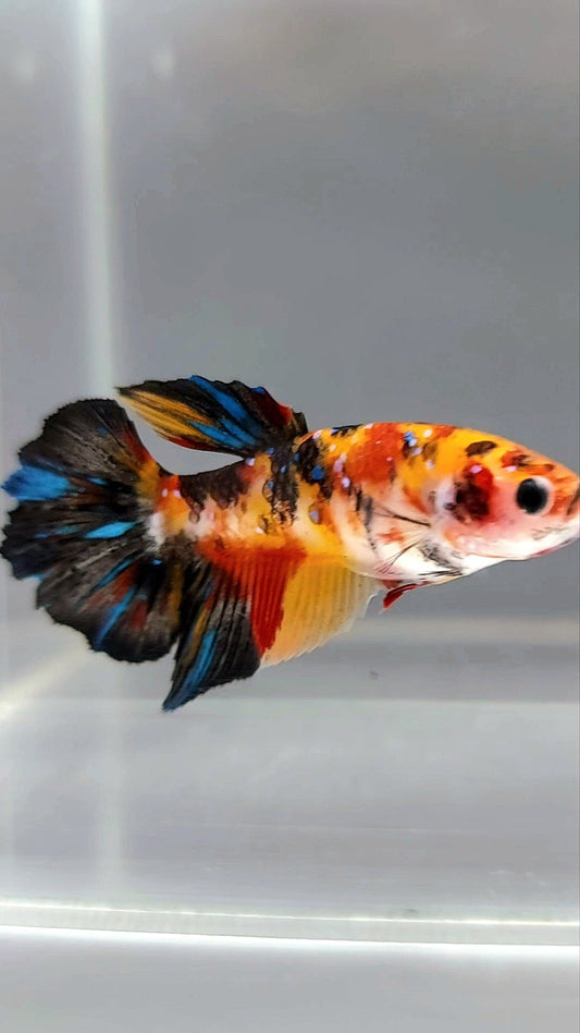 FEMALE HALFMOON ORANGE KOI GALAXY MULTICOLOR BETTA FISH