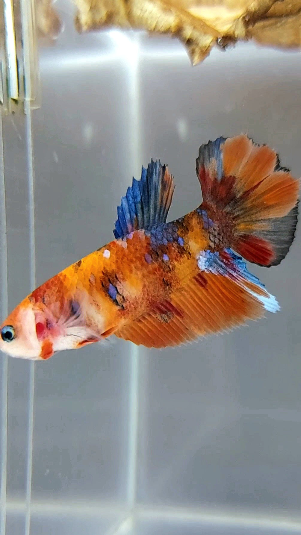 FEMALE HALFMOON ORANGE KOI GALAXY MULTICOLOR BETTA FISH