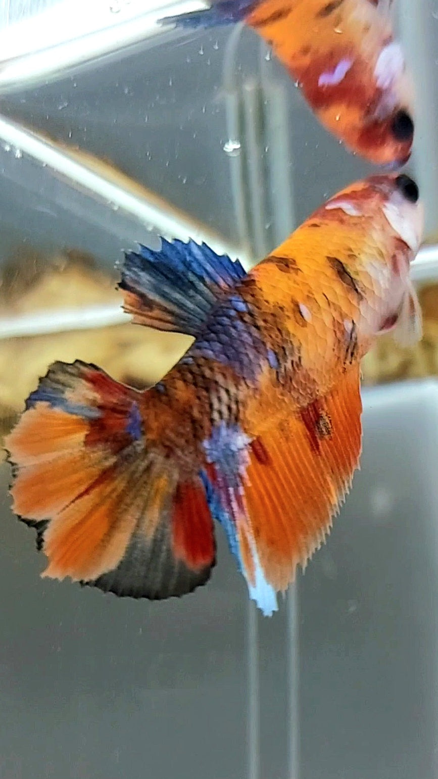 FEMALE HALFMOON ORANGE KOI GALAXY MULTICOLOR BETTA FISH