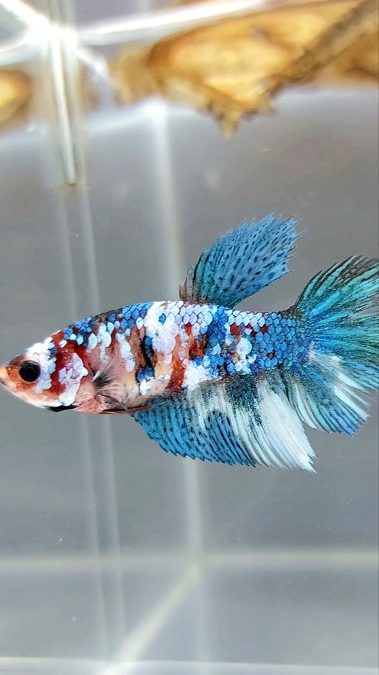 FEMALE HALFMOON MARBLE KOI GALAXY MULTICOLOR BETTA FISH