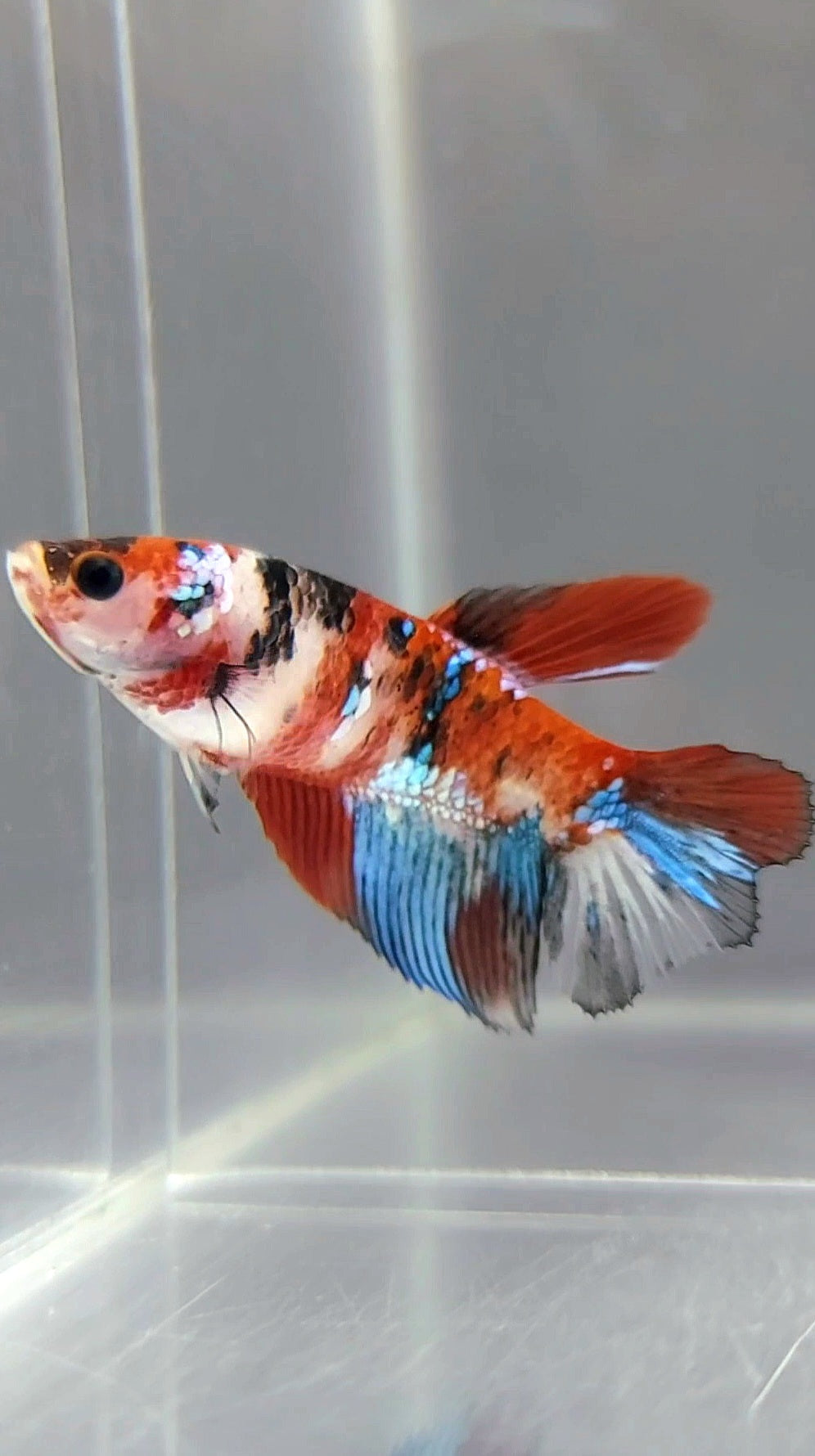 FEMALE HALFMOON RED KOI GALAXY MULTICOLOR BETTA FISH