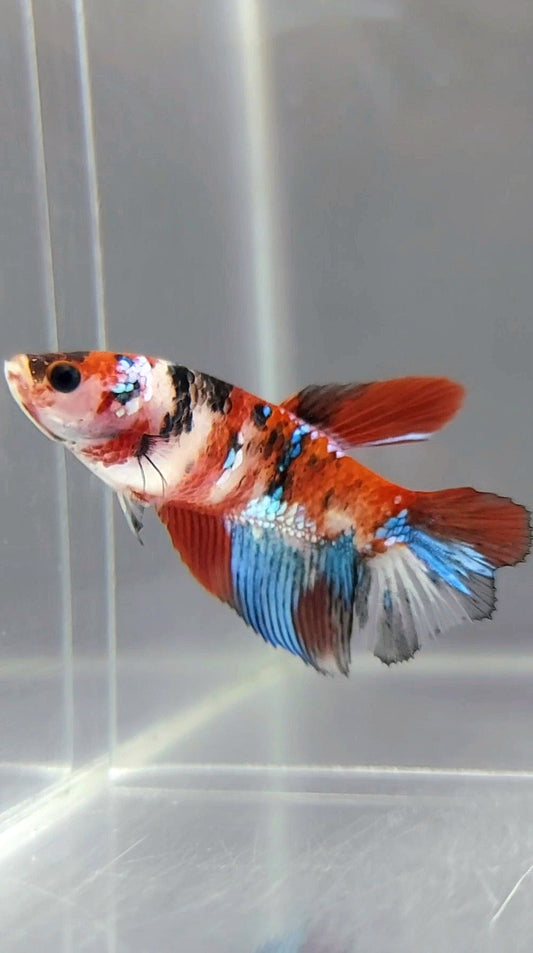 FEMALE HALFMOON RED KOI GALAXY MULTICOLOR BETTA FISH