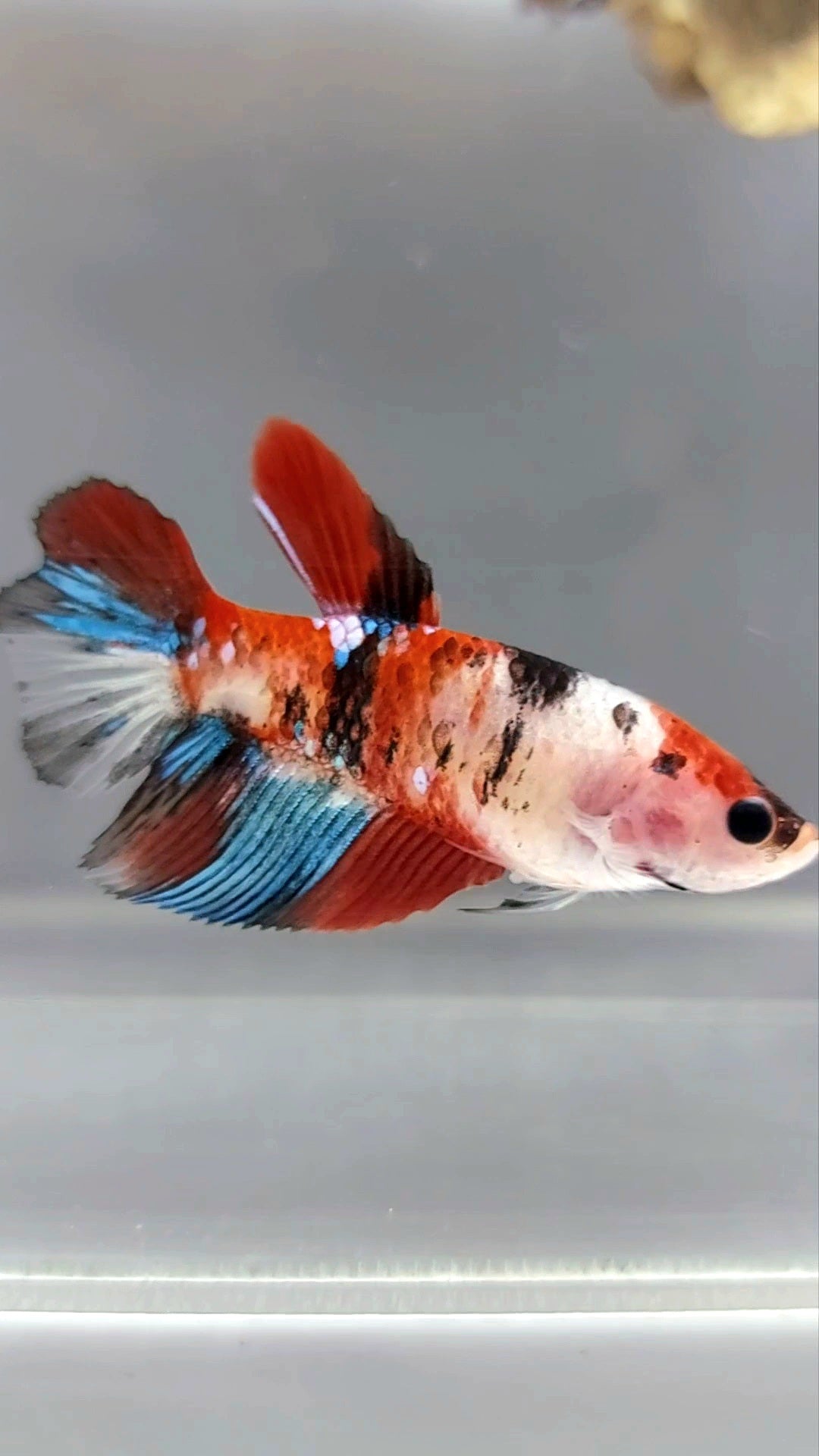 FEMALE HALFMOON RED KOI GALAXY MULTICOLOR BETTA FISH