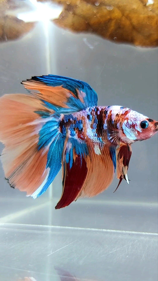 HALFMOON NEMO GALAXY MULTICOLOR BETTA FISH