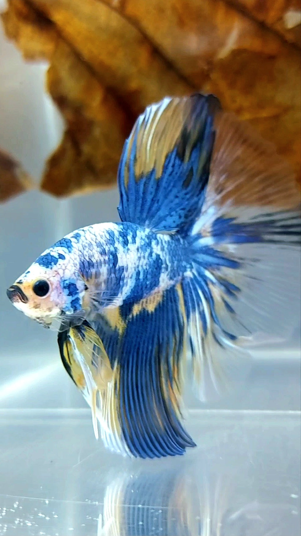 HALFMOON YELLOW BLUE MARBLE MULTICOLOR BETTA FISH