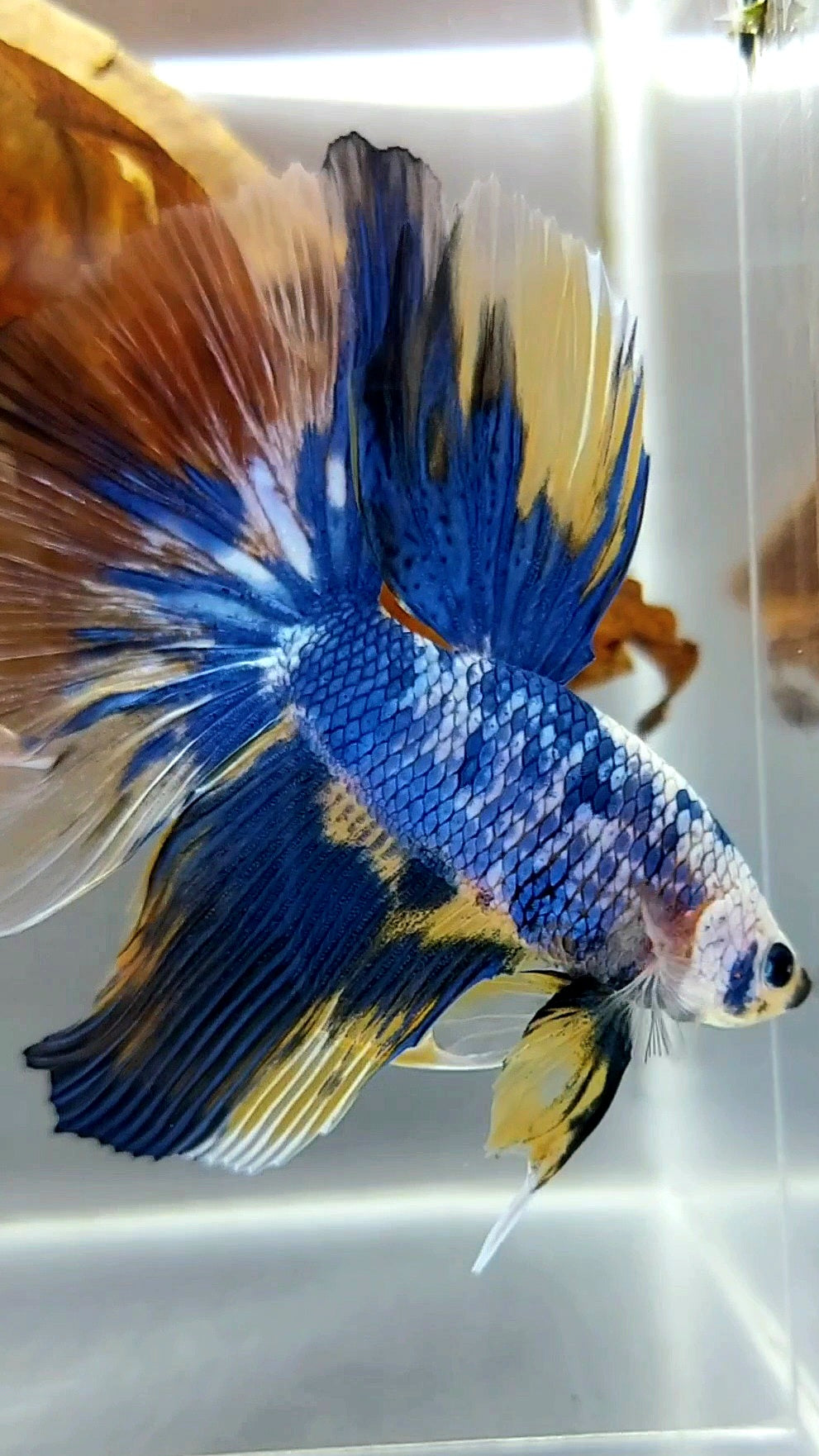 HALFMOON YELLOW BLUE MARBLE MULTICOLOR BETTA FISH