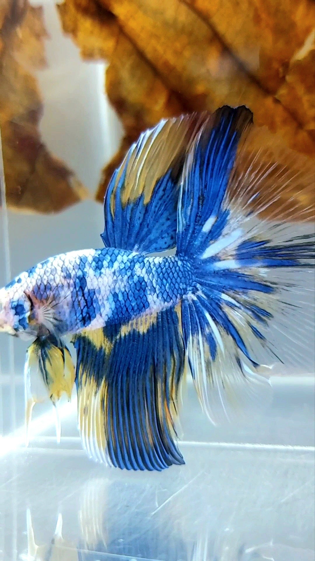 HALFMOON YELLOW BLUE MARBLE MULTICOLOR BETTA FISH
