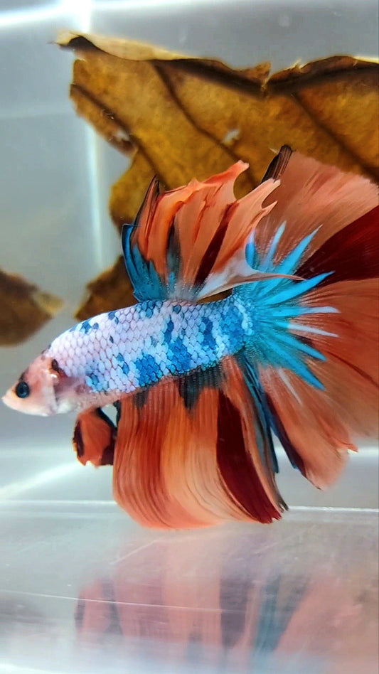 HALFMOON NEMO FANCY MULTICOLOR BETTA FISH