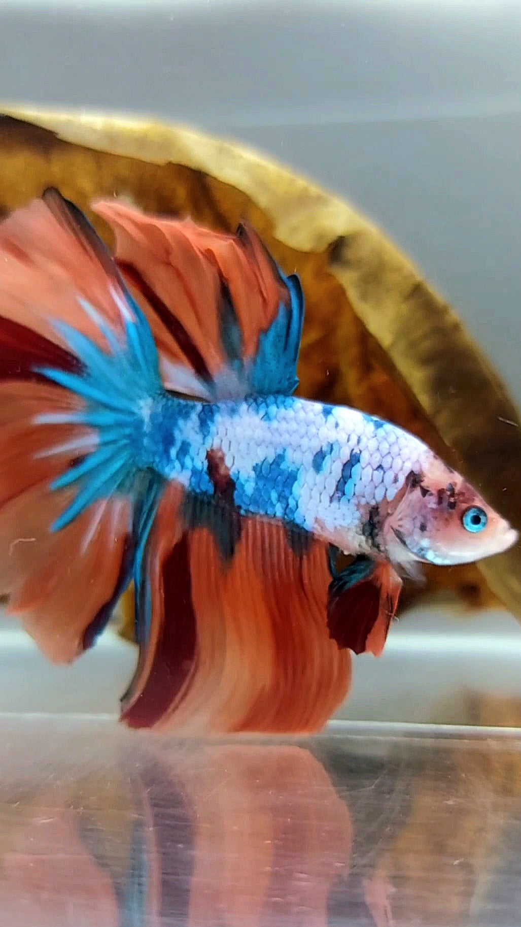 HALFMOON NEMO FANCY MULTICOLOR BETTA FISH