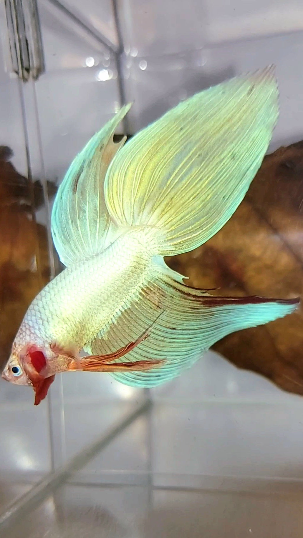 XL VEILTAIL PINK UNICORN ARMAGEDDON SUPER PREMIUM RARE BETTA FISH