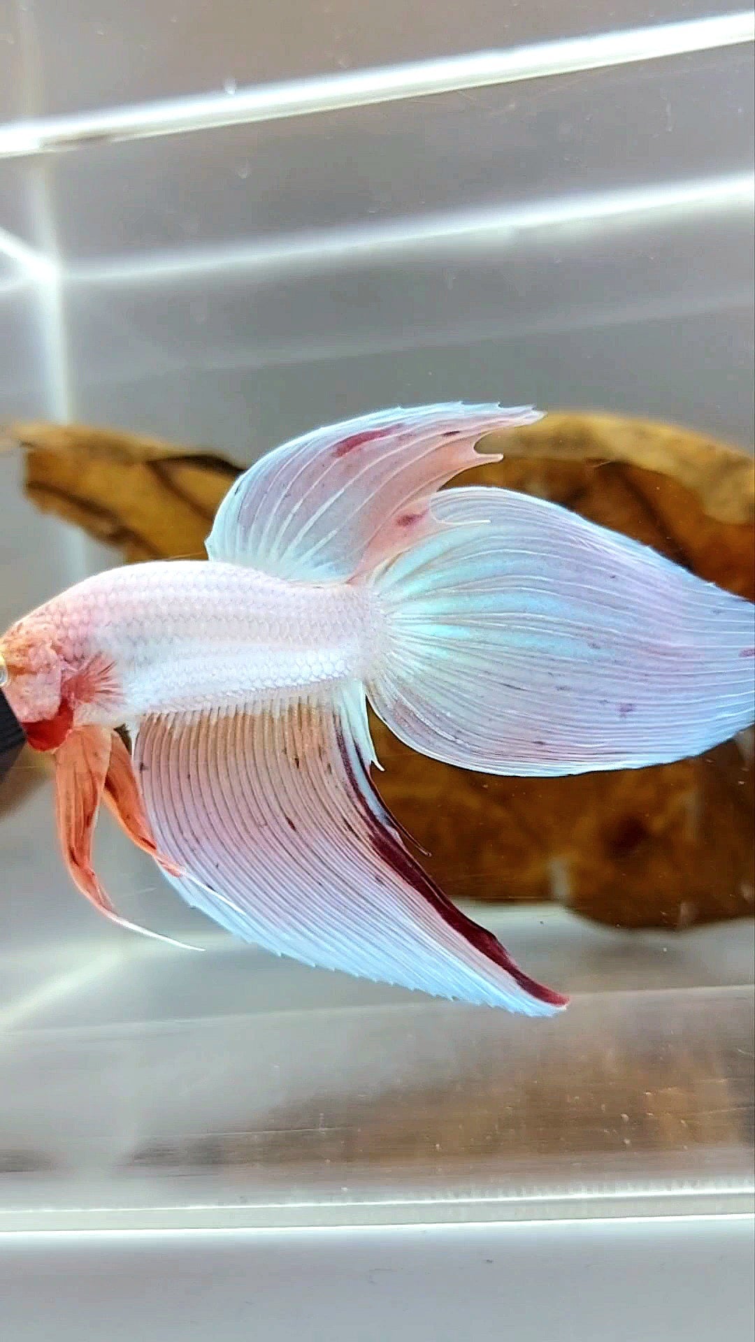XL VEILTAIL PINK UNICORN ARMAGEDDON SUPER PREMIUM RARE BETTA FISH
